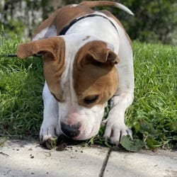 Photo of Uncle Rico KF, adoptable American Pit Bull Terrier Boxer in Hartford, Connecticut