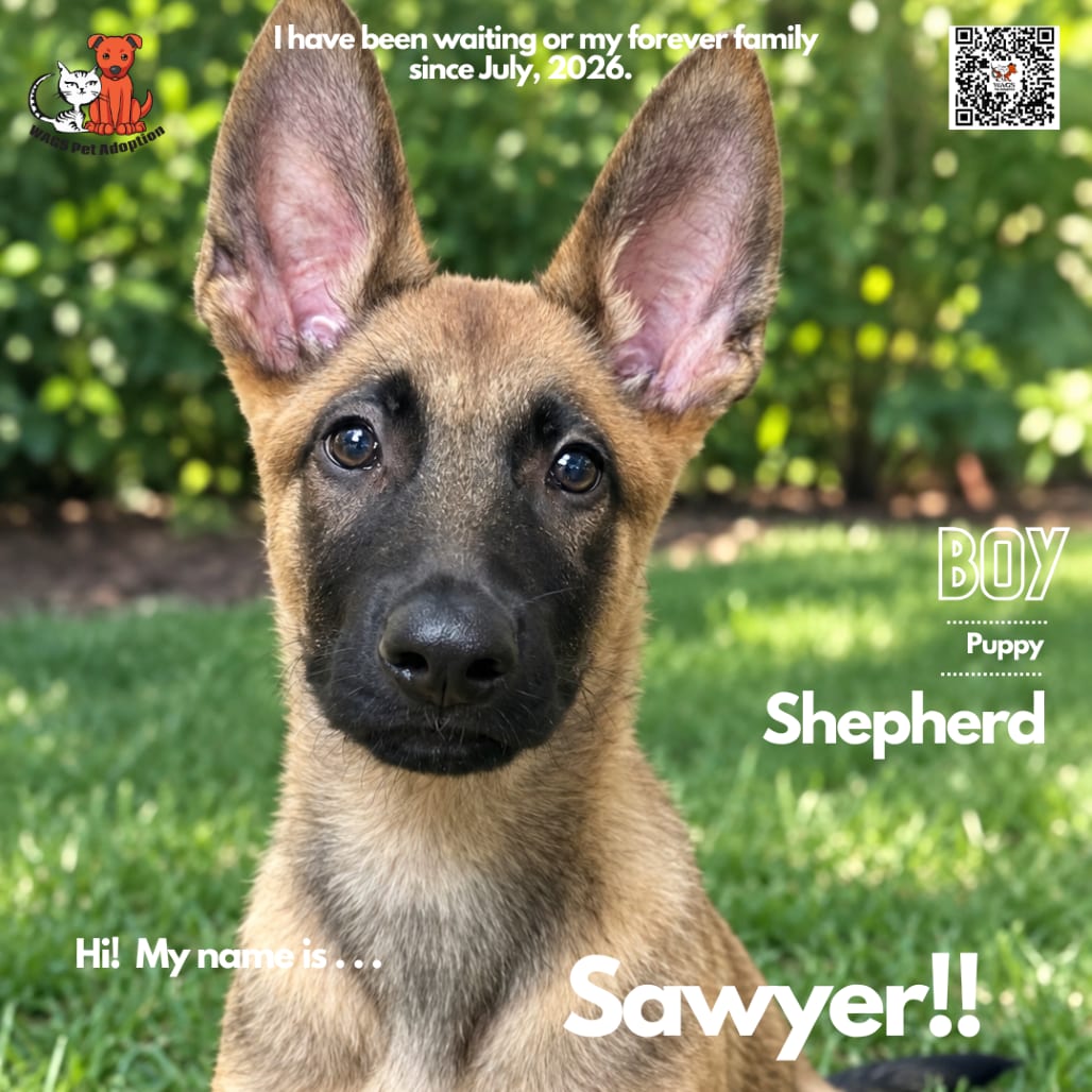 Photo of Sawyer, adoptable Shepherd / Malinois, Belgian in Westminster, California