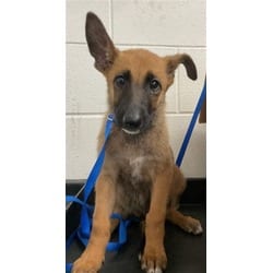 Photo of Indie, adoptable German Shepherd Dog in San Bernardino, California