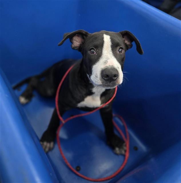 Photo of Noir, adoptable Mixed Breed