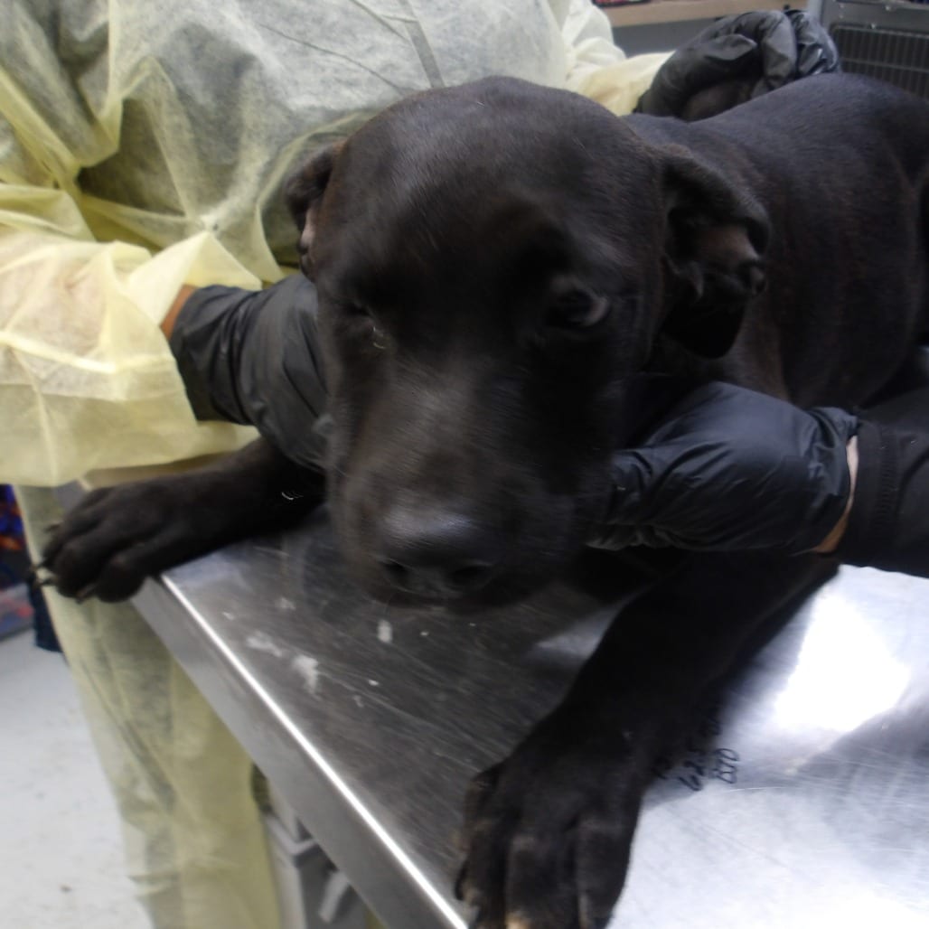 Photo of Ryker (FKA Roy Pup 7), adoptable Mixed Breed (Medium)