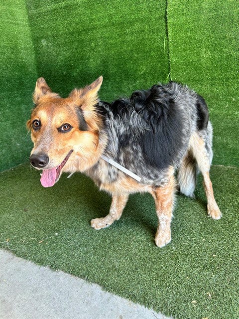 Photo of April, adoptable Australian Cattle Dog/Blue Heeler in Lancaster, California