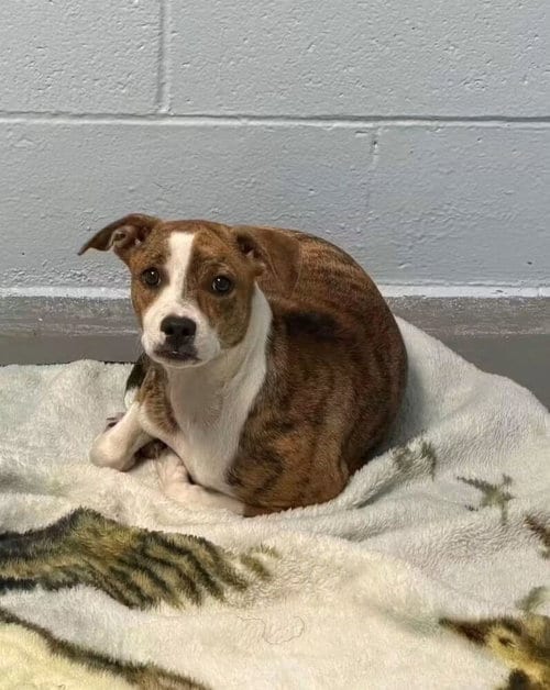 Photo of Sugar, adoptable Labrador Retriever in garner, North Carolina