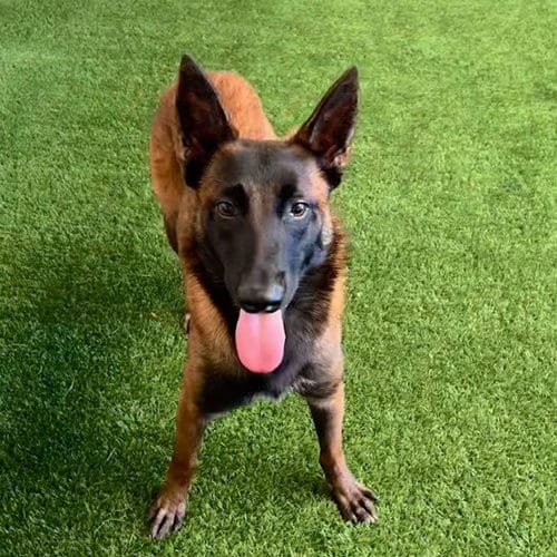 Photo of Hannah, adoptable Belgian Shepherd Malinois in Burlingame, California