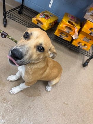 Photo of Student Loan, adoptable dog in Chamblee, Georgia