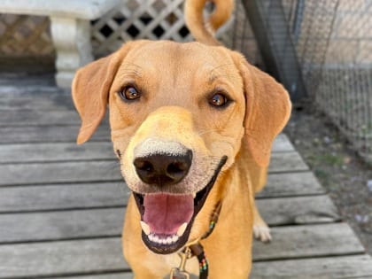Photo of Swiper, adoptable dog in Georgetown, Texas