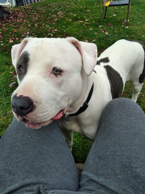 Photo of Star, adoptable Pit Bull Terrier in Gettysburg, Pennsylvania