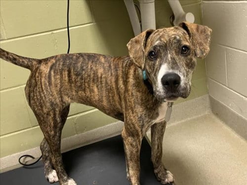 Photo of Peanut, adoptable Hound in Chapel Hill, North Carolina