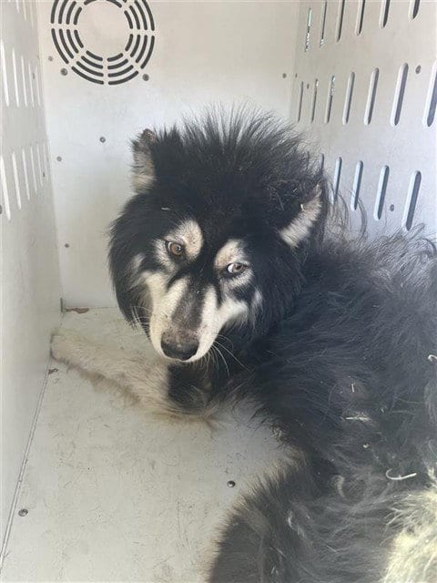 Photo of Kovu, adoptable Siberian Husky in Sacramento, California
