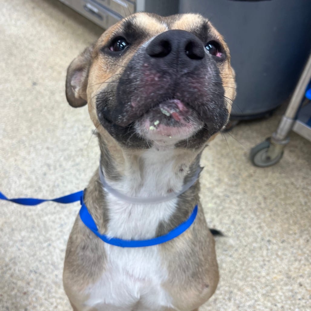 Photo of Ernie, adoptable Mixed Breed (Large) in Houston, Texas