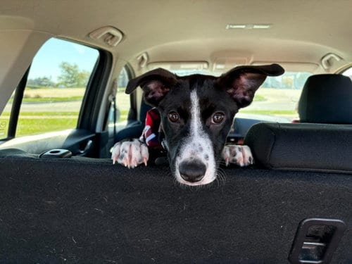 Photo of Quinney, adoptable American Staffordshire Terrier in Gilberts, Illinois