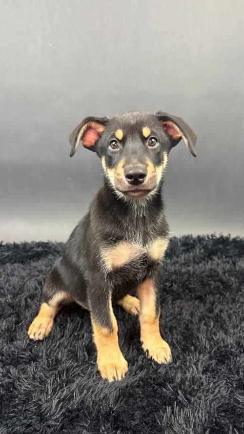 Photo of Diamond, adoptable Husky in Phoenix, Arizona