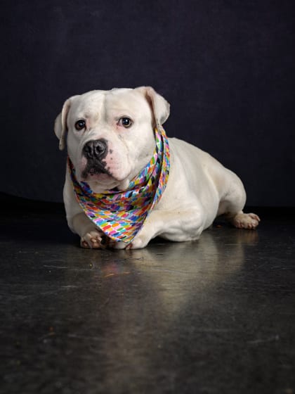 Photo of Lil Bentley, adoptable dog in Atlanta, Georgia