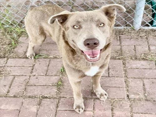Photo of Zoe, adoptable Labrador Retriever in Houston, Texas