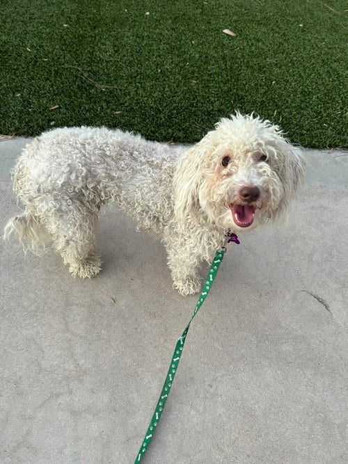 Photo of Maggie, adoptable Poodle (Miniature) in Corona, California