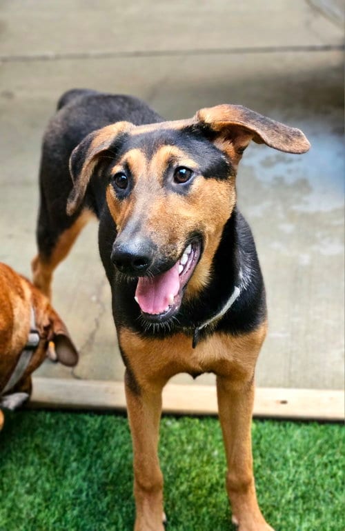 Photo of Bonsai, adoptable Doberman Pinscher in Chicago, Illinois
