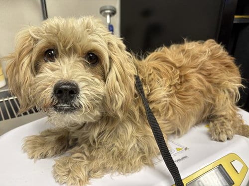 Photo of A256489, adoptable Cairn Terrier in Visalia, California