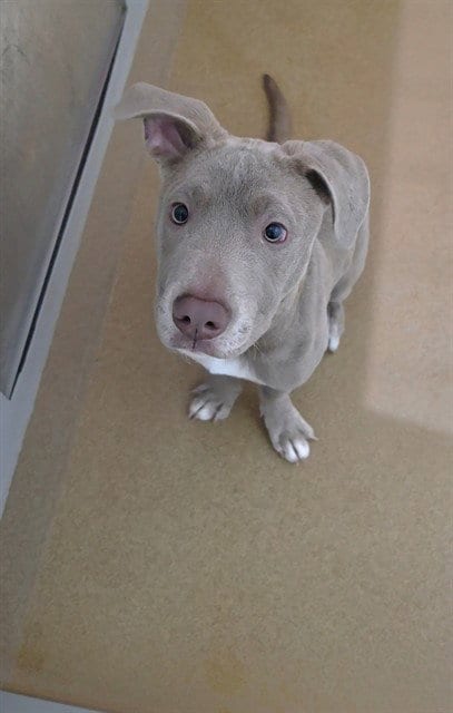Photo of Cashew, adoptable Pit Bull Terrier in St Peters, Missouri