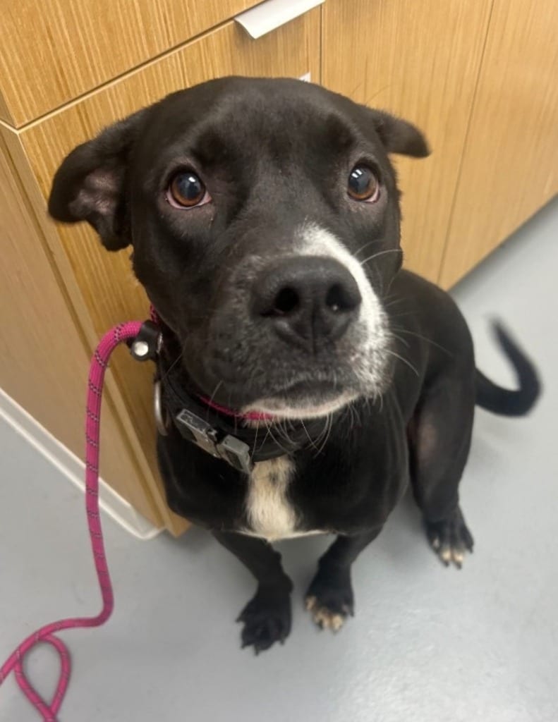Photo of Von (Vx3), adoptable Labrador Retriever in Hartsville, South Carolina