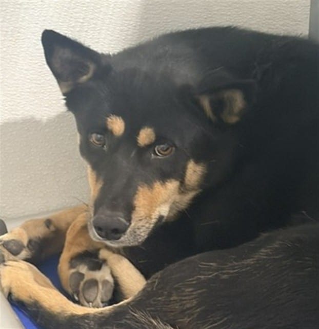 Photo of Senior German Shepherd Dog, adoptable German Shepherd Dog in Devore, California