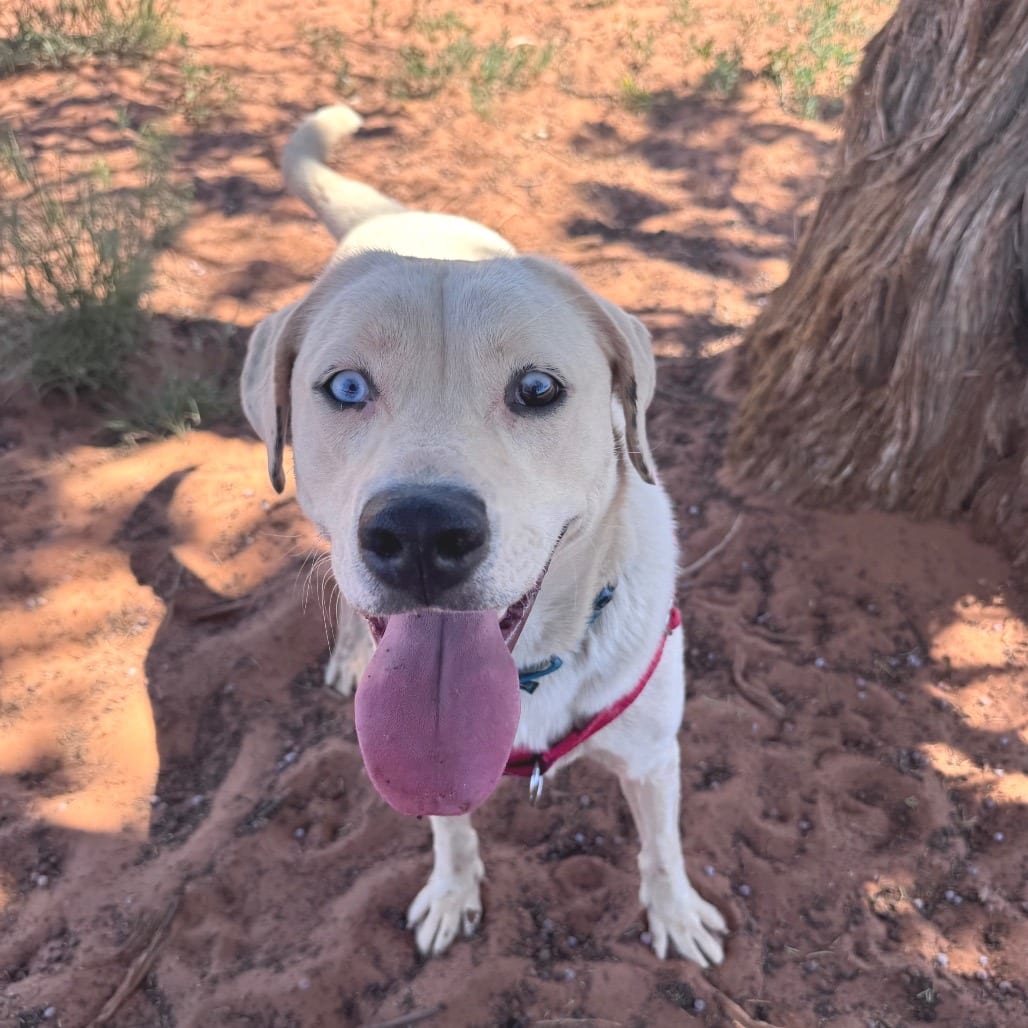 Photo of McGee, adoptable Retriever, Labrador / Mix in Kanab, Utah