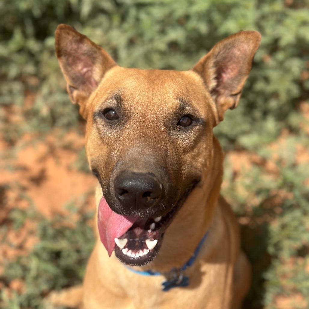 Photo of Weaver, adoptable Shepherd / Retriever in Kanab, Utah