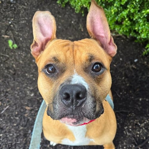 Photo of Puncho, adoptable Pit Bull Terrier in St Louis, Missouri