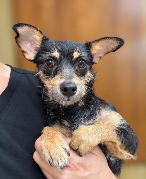 Photo of Sponsor Or, adoptable Miniature Pinscher in Grafton, Wisconsin