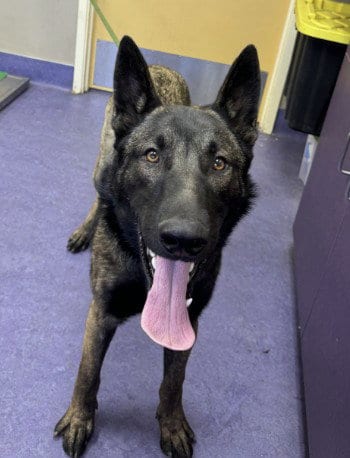 Photo of Champ, adoptable Belgian Shepherd Malinois in Santa Maria, California