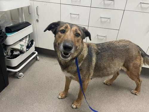 Photo of Lovey (Rescue Only), adoptable German Shepherd Dog in HESPERIA, California