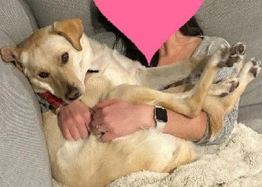 Photo of Sally, adoptable Labrador Retriever in Evergreen, Colorado
