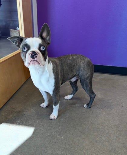 Photo of Gus, adoptable Boston Terrier mix