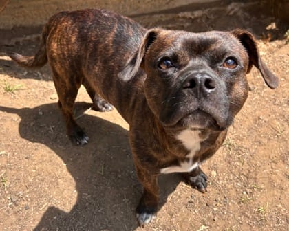 Photo of Morty, adoptable Dachshund, Standard Smooth Haired/Terrier, American Pit Bull in The Colony, Texas