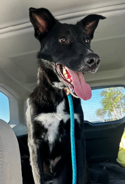 Photo of Mica, adoptable Labrador Retriever in Newport Beach, California