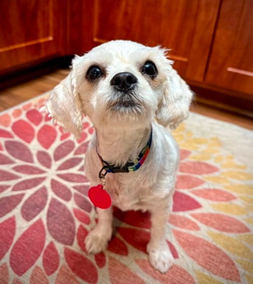 Photo of Vanilla, adoptable Poodle (Miniature) in Bellevue, Washington