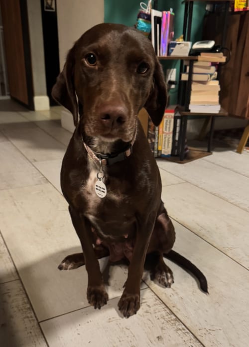 Photo of Pennie, adoptable Irish Setter in Osteen, Florida