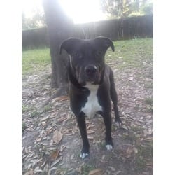 Photo of Shamba, adoptable Mixed Breed (Medium) in Baton Rouge, Louisiana