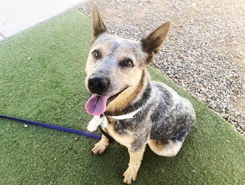 Photo of Azul, adoptable Australian Cattle Dog/Blue Heeler in Phoenix, Arizona