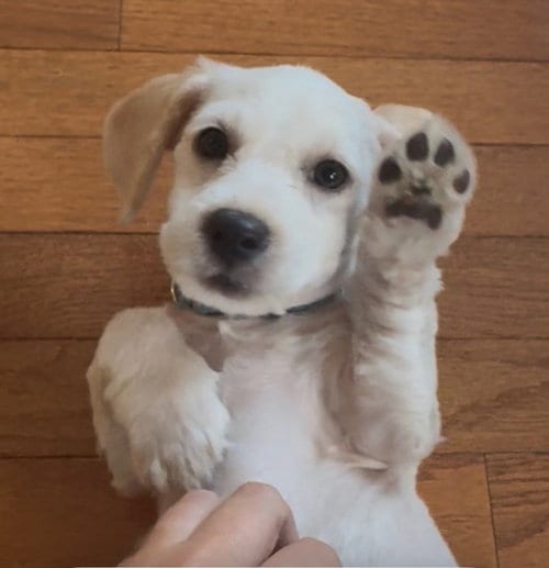 Photo of Rome Odunze, adoptable Cocker Spaniel in Mundelein, Illinois