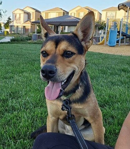 Photo of Scooby, adoptable German Shepherd Dog in Sacramento, California