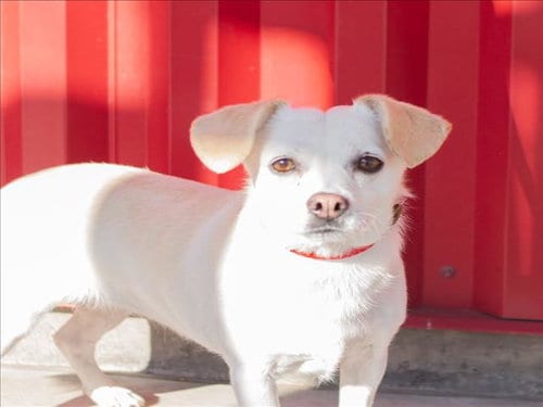 Photo of Scone, adoptable Chihuahua in Tracy, California