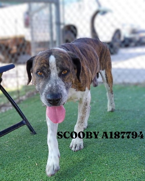 Photo of Scooby, adoptable American Pit Bull Terrier in Pasadena, Texas