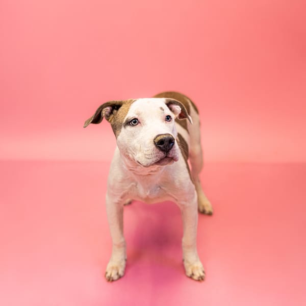 Photo of Ash, adoptable Pit Bull cross in Lawrenceville, Georgia
