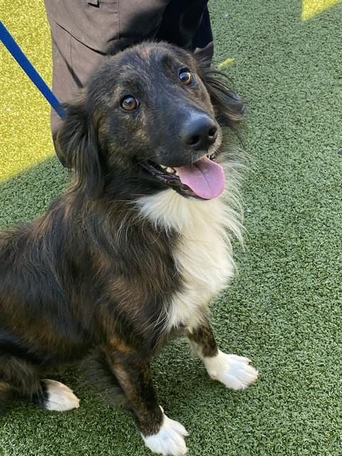 Photo of Wingding, adoptable Australian Cattle Dog/Blue Heeler in Fayetteville, North Carolina