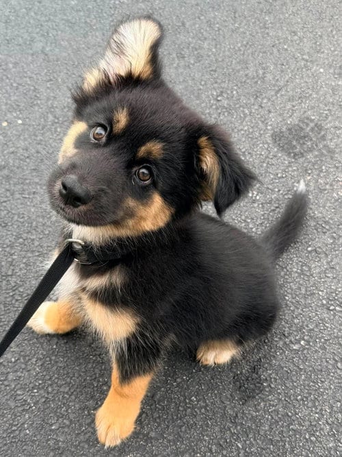 Photo of Storm, adoptable Shepherd in Gilberts, Illinois