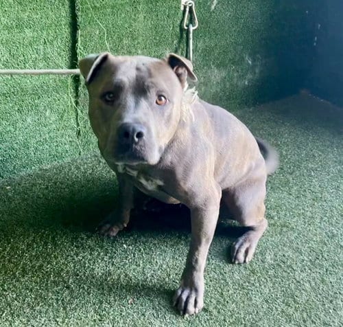 Photo of Bear, adoptable Pit Bull Terrier in Lancaster, California