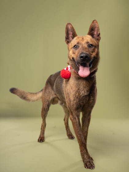 Photo of Paco, adoptable dog in Atlanta, Georgia