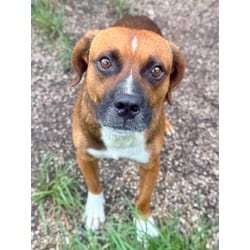 Photo of Bocephus, adoptable Mixed Breed (Medium) in Port St. Joe, Florida
