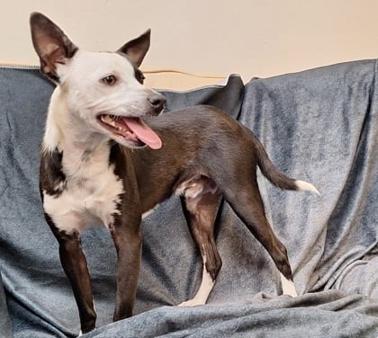 Photo of Domino, adoptable Chihuahua, Short Coat/Mix in Bakersfield, California