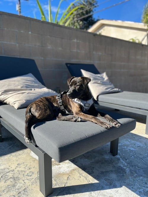 Photo of Jake, adoptable Pit Bull Terrier in ROSEVILLE, California